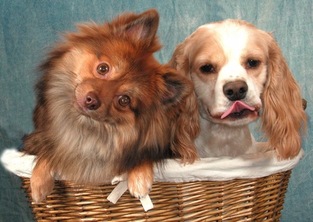 A Pomeranian and a cocker spaniel pose in a basketの素材