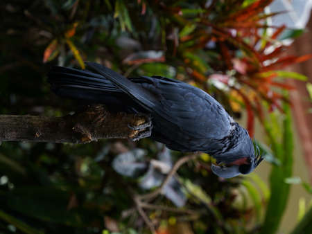 Black parrot Palm Cockatoo sitting in the jungle background of Bali, Indonesiaの写真素材