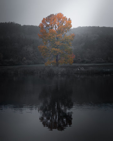A striking autumn tree with vibrant orange leaves reflected in the calm waters of a Japanese garden, surrounded by serene natural beauty and misty hills.の写真素材