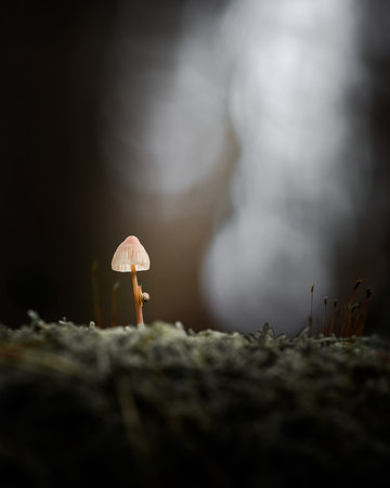 A delicate tiny snail gracefully climbs the stem of a mushroom, surrounded by a moody forest atmosphere with soft light and blurred background.の写真素材