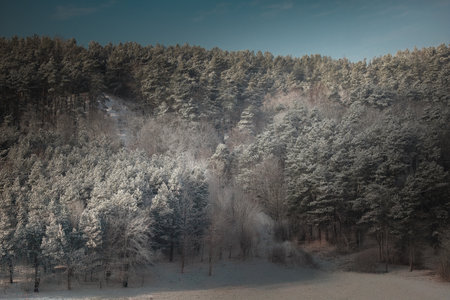 A serene winter landscape featuring a frost-covered forest on a sunlit hillside. The soft light and...