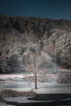 A single, leafless tree standing in a snow-covered landscape, surrounded by a frosty pine forest. The winter sunlight casts a soft glow, highlighting the serene and isolated beauty of natureの写真素材
