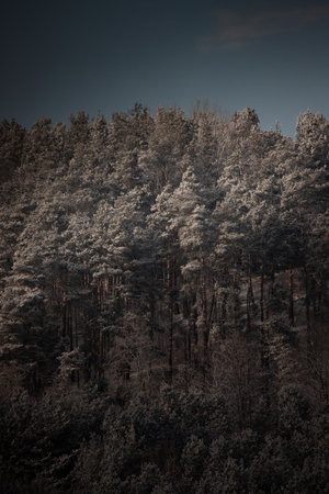 A dense pine forest covered in a subtle frost, bathed in moody winter light. The rich textures and deep shadows create a cinematic and mysterious atmosphereの写真素材