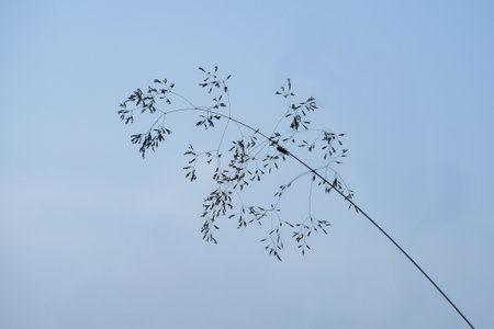 A single, curved grass stem with small seeds set against a pale blue sky. The minimalistic composition highlights the fragility and elegance of natureの写真素材