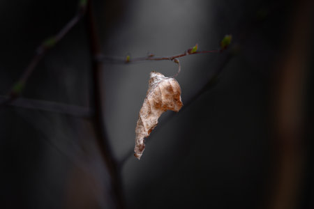 A delicate withered leaf clings to a thin branch, symbolizing change, resilience, and the transition...