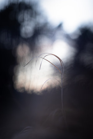 A single dry blade of grass stands delicately in soft focus, captured in moody twilight tones with an abstract bokeh background of fading daylight.の写真素材