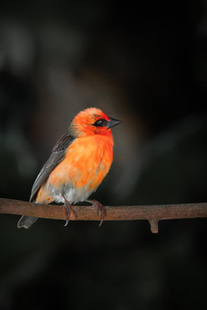 Close-up photo of a Red Fody (Foudia madagascariensis) male perched on a branch in Mauritius,...