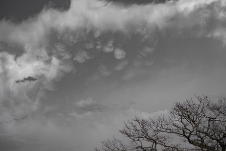 Unusual and visually captivating mammatus clouds hang low in the sky above bare tree branches,...