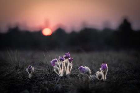 A group of Pulsatilla vulgaris  captured at sunset, glowing softly in the fading light. The delicate...