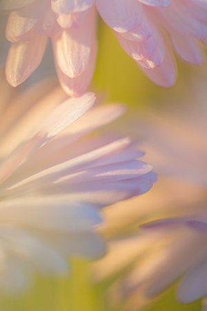A macro photograph highlighting overlapping daisy petals in gentle pastel tones. The dreamy lighting and abstract softness blend the edges into a visual harmonyの写真素材