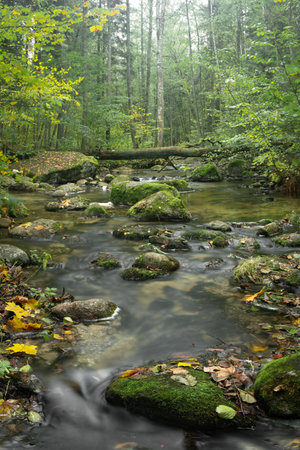 A vertical composition of a serene forest stream flowing through moss-covered rocks. Yellow and brown leaves scatter the forest floor and stone surfacesの写真素材
