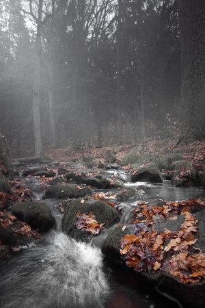 In a shadowy, fog-filled forest, a stream trickles over moss-covered stones scattered with damp...