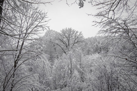 A majestic forest clearing is filled with heavily snow-laden trees, their dark trunks and branches standing in stark contrast to the pure white snowfall.の写真素材