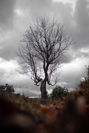 A single, leafless tree rises against a backdrop of dramatic, overcast skies in a wild, untamed landscape. Surrounded by autumn foliage and shadowed groundの写真素材
