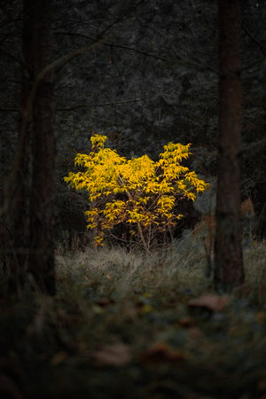 A lone yellow-leaved shrub bursts with color in the middle of a shadowy forest, its vibrant autumn foliage glowing vividly against the dark background of tall pines.の写真素材