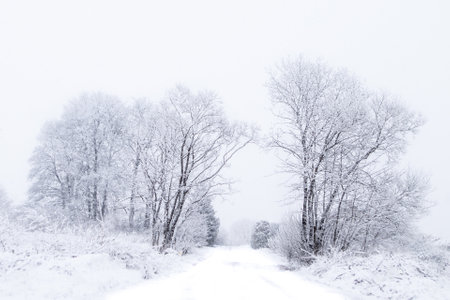 A serene winter landscape reveals a snow-covered road stretching into the distance, framed by frost-covered trees on both sides. The white snow creates a minimalistic sceneの写真素材