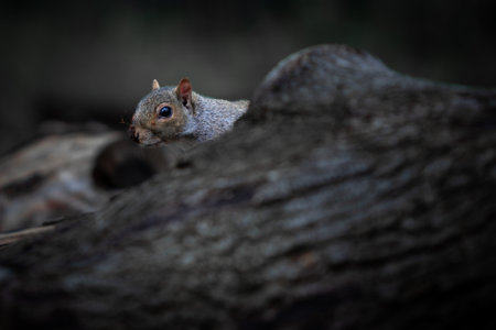 A cautious grey squirrel peers out from behind a dark tree trunk in a dimly lit forest. Its sharp eye and gentle posture convey alertness and curiosityの写真素材