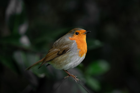 A European robin (Erithacus rubecula) perches gently on a thin branch, its vivid orange breast glowing against the deep, moody tones of the surrounding foliage.の写真素材