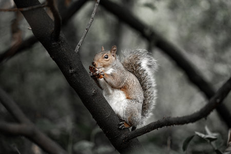 A grey squirrel sits calmly on a tree branch, tightly holding a pinecone in its small paws. Surrounded by dark branches and a soft forest backgroundの写真素材