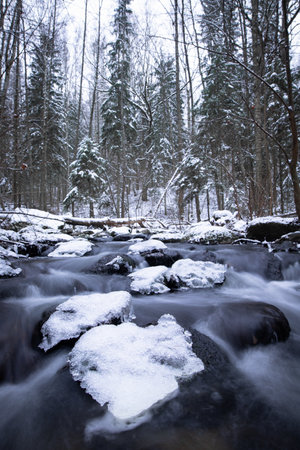 A forest stream winds through a snowy woodland, with rocks blanketed in white and water flowing softly between them.の写真素材