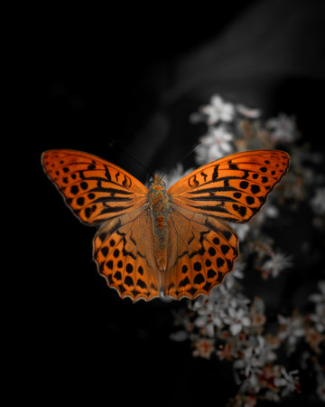 A vibrant orange butterfly with black spots and patterns spreads its wings against a deep black...