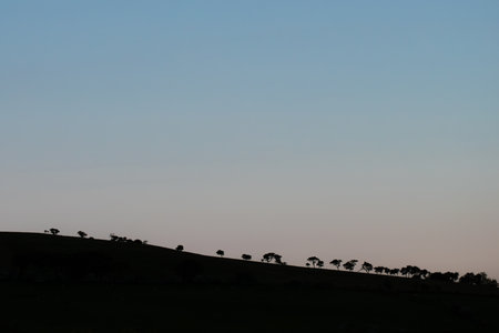 A gently sloping hill is adorned with a rhythmic row of silhouetted trees, standing against a serene gradient sky at dusk.の写真素材
