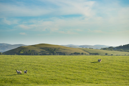 Three sheep are scattered across a wide, sunlit meadow surrounded by rolling hills under a sky...