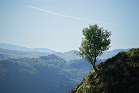 A single tree stands resiliently on the edge of a rocky mountain slope, overlooking a deep valley filled with layered forest ridges under a soft blue sky.の写真素材