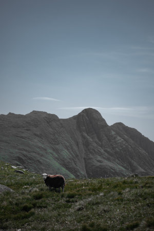 A single sheep stands still on a grassy slope, gazing into the camera, as sharp, jagged mountains rise behind it under a moody sky.の写真素材