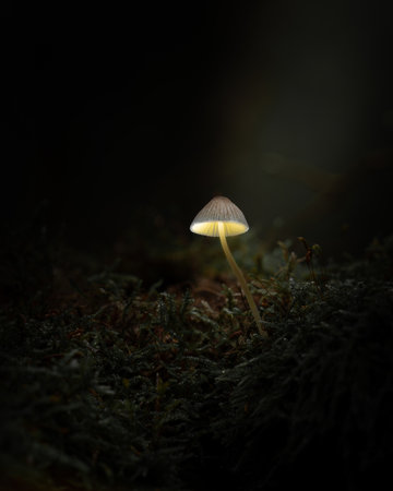 A delicate mushroom stands tall and glowing in the middle of a dark forest floor. Surrounded by moss and shadows, it looks like a natural lantern adding mysteryの写真素材