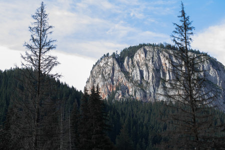 A dramatic, rocky mountain ridge towers above a thick pine forest. Two bare trees frame the scene, adding depth and contrast to the otherwise lush green landscape.の写真素材