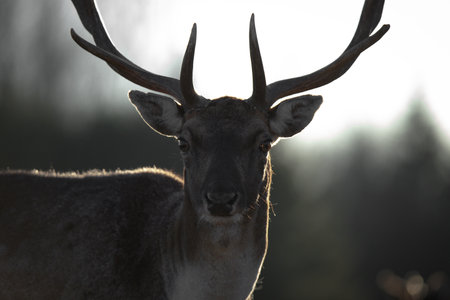 A close-up portrait of a wild stag captured in dramatic backlight. The silhouette of his antlers glows with subtle light while his intense gaze emerges from the shadowed foregroundの写真素材