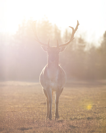 A powerful stag stands motionless on a grassy field, backlit by an intense, glowing sunset. The light envelops the animal, creating a surreal and ethereal atmosphere.の写真素材