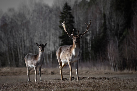 A proud male deer with large antlers stands beside a female in a quiet meadow, framed by a dark, moody forest in the background. Their posture is calm yet alert, radiating strengthの写真素材