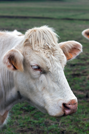 Closeup image Brahman heifer, beige cow with identification ear tagsの写真素材