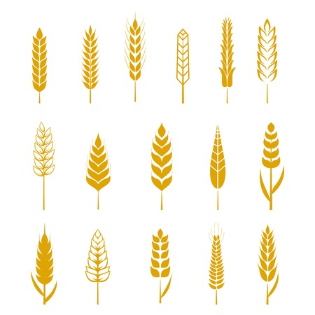 Set of simple wheat ears icons and design elements for beer, organic local farm fresh food, bakery themed design, wheat grain. Wheat vector eps 10のイラスト素材