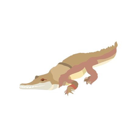 Cartoon tropical crocodile isolated on white background. Wild reptile alligator character. Vectorのイラスト素材
