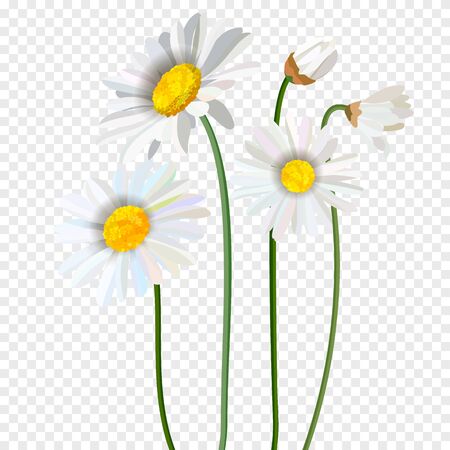 Chamomile flower isolated on transparent background. Vector illustrationのイラスト素材