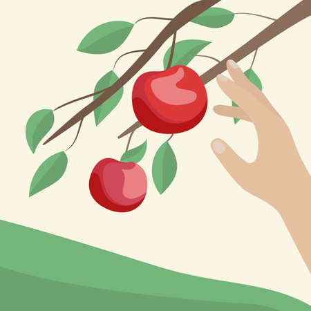 Hands are picking apples in the garden. Vector illustration.