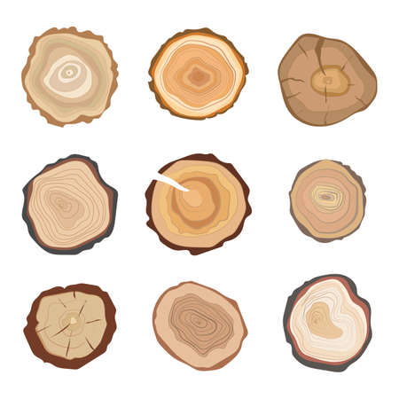 Cross section of tree stump rings set isolated on white background. Vector illustrationのイラスト素材