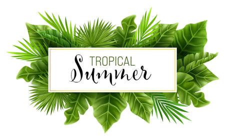 Tropical palm leaf isolated on white background. Realistic green summer jungle plant banner. Tropic botanical branch illustrations Vector pattern illustrationのイラスト素材