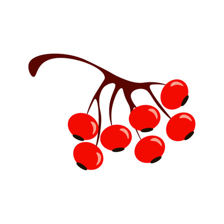 Ripe cherries clustered together on a branch, ready for picking in the autumn season.のイラスト素材