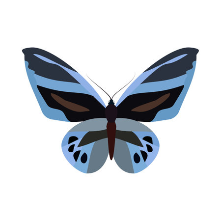 A blue and black butterfly contrasts against a white background.のイラスト素材