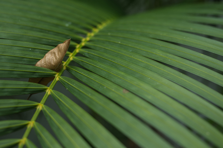 Nature background, green leaves, flowers in natural light and shadow, symbolic of peaceful and safe the Earth or life or Zen with toned colour and selective focus.の写真素材