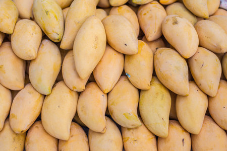 Ripes Mango with toned color and selective focus.の写真素材