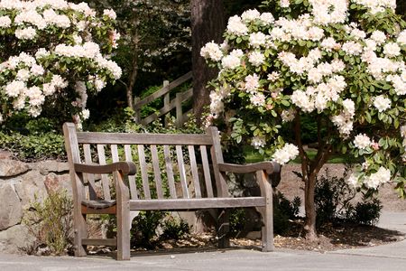 lakeside park bench with rhodiesの写真素材