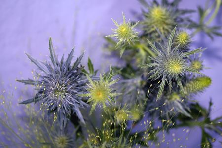 eryngium thistle; fiber/fibre optic grassの写真素材