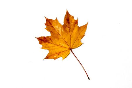 wet maple leaf with droplets