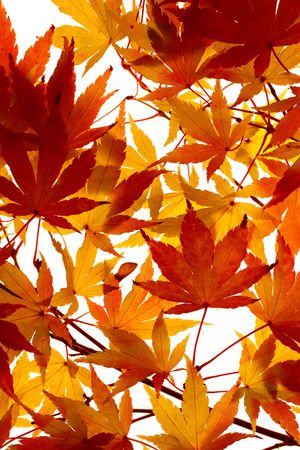 branch of maple leaves beginning to turn colorの写真素材