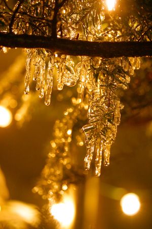 icicles in fir tree, some encasing the needles, with holiday lights in backgroundの写真素材